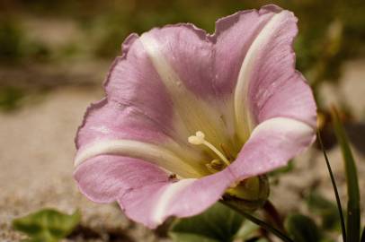 Fotografia da espécie Calystegia soldanella