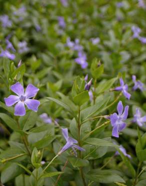 Fotografia 4 da espécie Vinca difformis subesp. difformis no Jardim Botânico UTAD