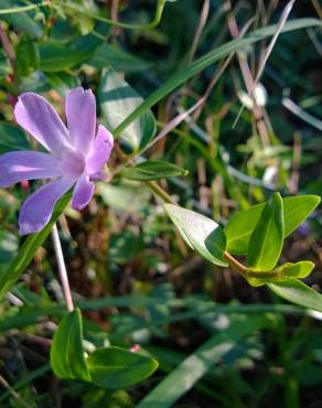 Fotografia 5 da espécie Vinca difformis subesp. difformis no Jardim Botânico UTAD