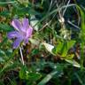 Fotografia 5 da espécie Vinca difformis subesp. difformis do Jardim Botânico UTAD