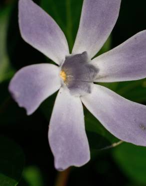 Fotografia 6 da espécie Vinca difformis subesp. difformis no Jardim Botânico UTAD