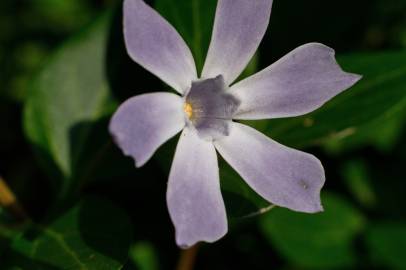 Fotografia da espécie Vinca difformis subesp. difformis