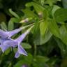 Fotografia 7 da espécie Vinca difformis subesp. difformis do Jardim Botânico UTAD