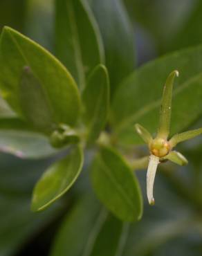 Fotografia 8 da espécie Vinca difformis subesp. difformis no Jardim Botânico UTAD