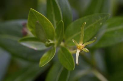 Fotografia da espécie Vinca difformis subesp. difformis