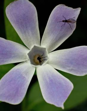 Fotografia 9 da espécie Vinca difformis subesp. difformis no Jardim Botânico UTAD