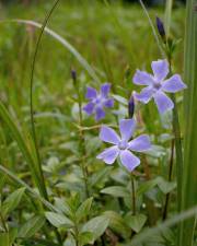 Fotografia da espécie Vinca difformis