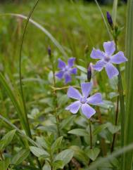 Vinca difformis subesp. difformis