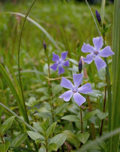 Fotografia de capa Vinca difformis subesp. difformis - do Jardim Botânico