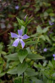 Fotografia da espécie Vinca difformis subesp. difformis