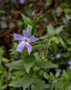 Fotografia 11 da espécie Vinca difformis subesp. difformis no Jardim Botânico UTAD