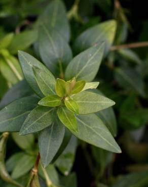 Fotografia 12 da espécie Vinca difformis subesp. difformis no Jardim Botânico UTAD