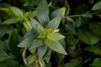 Fotografia da espécie Vinca difformis subesp. difformis