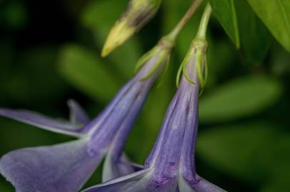 Fotografia da espécie Vinca difformis subesp. difformis