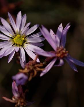 Fotografia 9 da espécie Tripolium pannonicum no Jardim Botânico UTAD