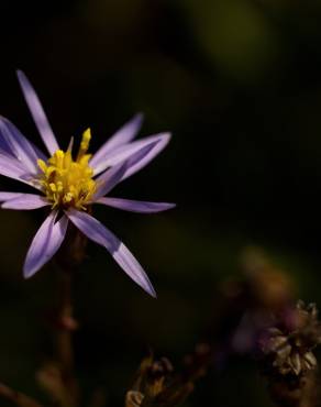 Fotografia 14 da espécie Tripolium pannonicum no Jardim Botânico UTAD