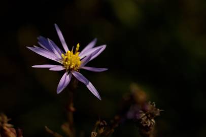 Fotografia da espécie Tripolium pannonicum