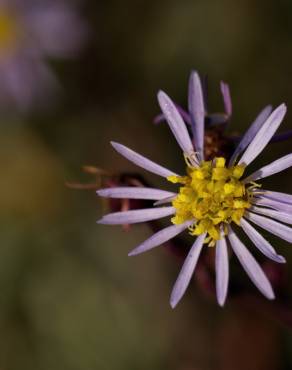 Fotografia 15 da espécie Tripolium pannonicum no Jardim Botânico UTAD