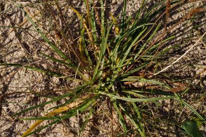 Fotografia da espécie Plantago maritima subesp. maritima