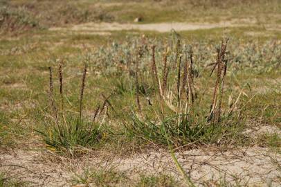 Fotografia da espécie Plantago maritima subesp. maritima