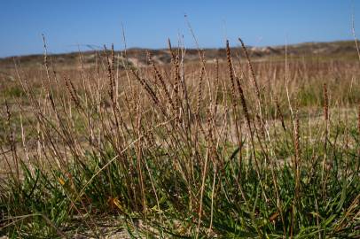 Fotografia da espécie Plantago maritima subesp. maritima