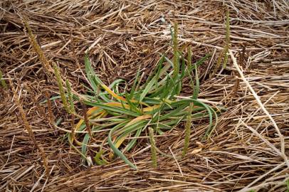 Fotografia da espécie Plantago maritima subesp. maritima