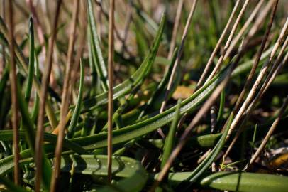 Fotografia da espécie Plantago maritima subesp. maritima