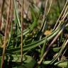 Fotografia 8 da espécie Plantago maritima subesp. maritima do Jardim Botânico UTAD