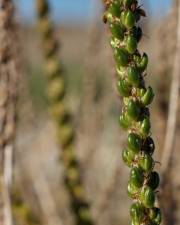 Fotografia da espécie Plantago maritima