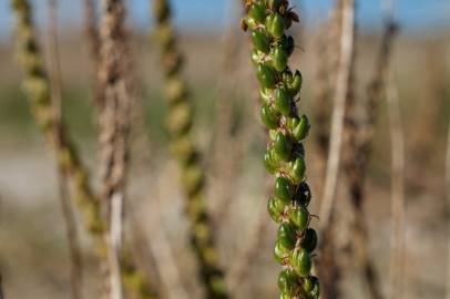 Fotografia da espécie Plantago maritima subesp. maritima