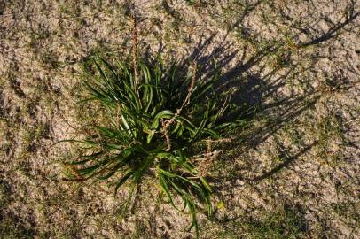 Fotografia da espécie Plantago maritima subesp. maritima