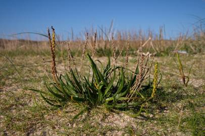 Fotografia da espécie Plantago maritima subesp. maritima