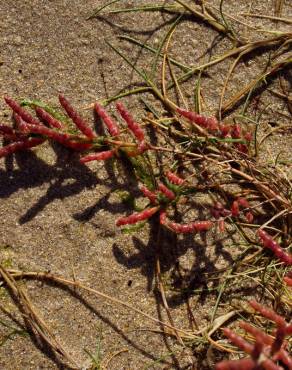 Fotografia 7 da espécie Salicornia ramosissima no Jardim Botânico UTAD