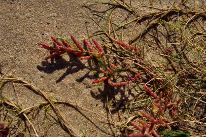 Fotografia da espécie Salicornia ramosissima