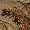 Fotografia 7 da espécie Salicornia ramosissima do Jardim Botânico UTAD