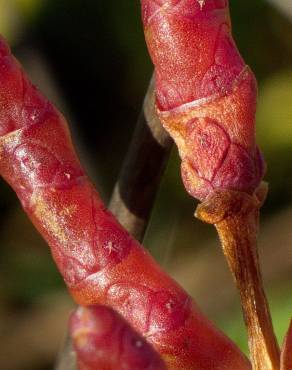 Fotografia 8 da espécie Salicornia ramosissima no Jardim Botânico UTAD