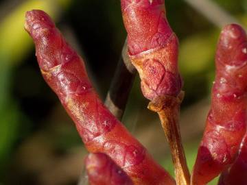 Fotografia da espécie Salicornia ramosissima