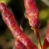 Fotografia 8 da espécie Salicornia ramosissima do Jardim Botânico UTAD