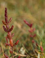 Salicornia ramosissima