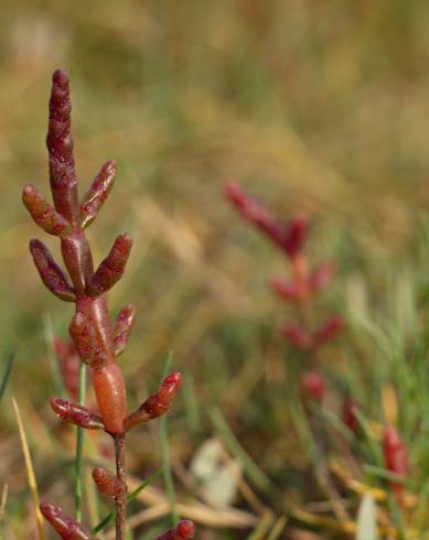 Fotografia de capa Salicornia ramosissima - do Jardim Botânico