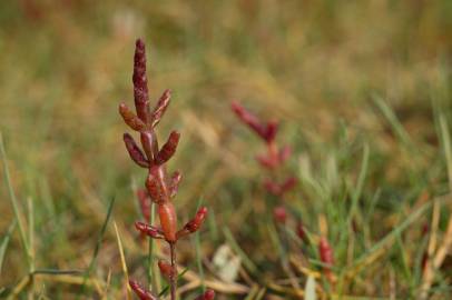 Fotografia da espécie Salicornia ramosissima