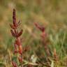 Fotografia 1 da espécie Salicornia ramosissima do Jardim Botânico UTAD