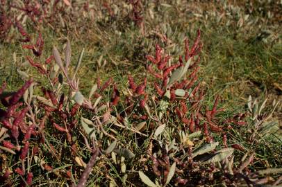 Fotografia da espécie Salicornia ramosissima