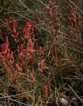 Fotografia 10 da espécie Salicornia ramosissima no Jardim Botânico UTAD