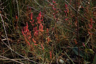 Fotografia da espécie Salicornia ramosissima