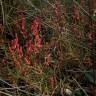 Fotografia 10 da espécie Salicornia ramosissima do Jardim Botânico UTAD