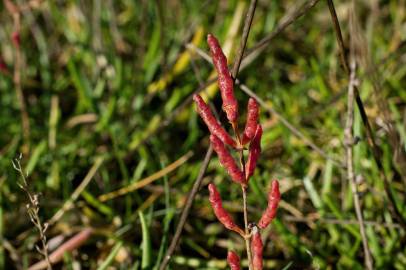 Fotografia da espécie Salicornia ramosissima