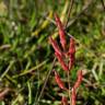 Fotografia 11 da espécie Salicornia ramosissima do Jardim Botânico UTAD