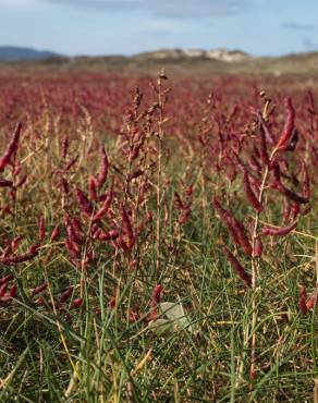 Fotografia 15 da espécie Salicornia ramosissima no Jardim Botânico UTAD