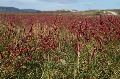 Fotografia da espécie Salicornia ramosissima